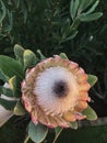 Protea flower