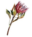 Protea flower