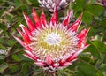 Protea Flower