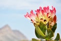 Protea Flower