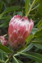 Protea flower about to bloom Royalty Free Stock Photo