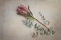 Protea, flower, wall art, fynbos, south africa, plants Royalty Free Stock Photo