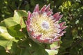 King Protea - national flower of South Africa Royalty Free Stock Photo