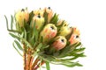 Protea flowers bunch. Blooming Green King Protea Plant over White background. Extreme closeup. Holiday gift, bouquet, buds. One Be