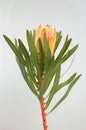 Protea flowers bunch. Blooming Green King Protea Plant over White background. Extreme closeup. Holiday gift, bouquet, buds. One Be