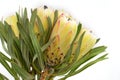 Protea flowers bunch. Blooming Green King Protea Plant over White background. Extreme closeup. Holiday gift, bouquet, buds. One Be