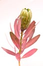 Protea flowers bunch. Blooming Green King Protea Plant over White background. Extreme closeup. Holiday gift, bouquet, buds. One Be