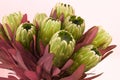 Protea flowers bunch. Blooming Green King Protea Plant over White background. Extreme closeup. Holiday gift, bouquet, buds. One Be