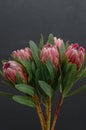 Protea flowers bunch. Blooming Pink King Protea Plant over black background. Extreme closeup. Holiday gift, bouquet, buds. One Bea