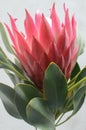 Protea flowers bunch. Blooming Pink King Protea Plant over White background. Extreme closeup. Holiday gift, bouquet, buds. One Bea