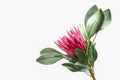 Protea flowers bunch. Blooming Pink King Protea Plant over White background. Extreme closeup. Holiday gift, bouquet, buds. One Bea