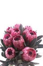 Protea flowers bunch. Blooming Pink King Protea Plant over White background. Extreme closeup. Holiday gift, bouquet, buds. One Bea Royalty Free Stock Photo