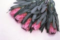 Protea flowers bunch. Blooming Pink King Protea Plant over White background. Extreme closeup. Holiday gift, bouquet, buds. One Bea Royalty Free Stock Photo