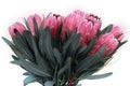 Protea flowers bunch. Blooming Pink King Protea Plant over White background. Extreme closeup. Holiday gift, bouquet, buds. One Bea Royalty Free Stock Photo