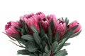 Protea flowers bunch. Blooming Pink King Protea Plant over White background. Extreme closeup. Holiday gift, bouquet, buds. One Bea Royalty Free Stock Photo