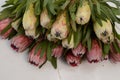 Protea flowers bunch. Blooming Pink King Protea Plant over White background. Extreme closeup. Holiday gift, bouquet, buds. One Bea Royalty Free Stock Photo