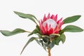 Protea flowers bunch. Blooming Pink King Protea Plant over White background. Extreme closeup. Holiday gift, bouquet, buds. One Bea