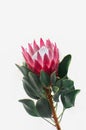 Protea flowers bunch. Blooming Pink King Protea Plant over White background. Extreme closeup. Holiday gift, bouquet, buds. One Bea