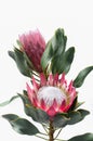 Protea flowers bunch. Blooming Pink King Protea Plant over White background. Extreme closeup. Holiday gift, bouquet, buds. One Bea