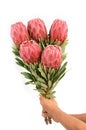 Protea flowers bunch. Blooming Red King Protea Plant over white background. Extreme closeup. Holiday gift, bouquet, buds. One Royalty Free Stock Photo