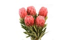 Protea flowers bunch. Blooming Red King Protea Plant over white background. Extreme closeup. Holiday gift, bouquet, buds. One Royalty Free Stock Photo