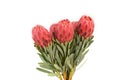 Protea flowers bunch. Blooming Red King Protea Plant over white background. Extreme closeup. Holiday gift, bouquet, buds. One Royalty Free Stock Photo