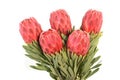 Protea flowers bunch. Blooming Red King Protea Plant over white background. Extreme closeup. Holiday gift, bouquet, buds. One Royalty Free Stock Photo