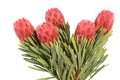 Protea flowers bunch. Blooming Red King Protea Plant over white background. Extreme closeup. Holiday gift, bouquet, buds. One Royalty Free Stock Photo