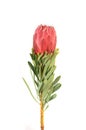 Protea flowers bunch. Blooming Red King Protea Plant over white background. Extreme closeup. Holiday gift, bouquet, buds. One Royalty Free Stock Photo