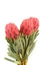 Protea flowers bunch. Blooming Red King Protea Plant over white background. Extreme closeup. Holiday gift, bouquet, buds. One Royalty Free Stock Photo