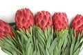 Protea flowers bunch. Blooming Red King Protea Plant over white background. Extreme closeup. Holiday gift, bouquet, buds. One Royalty Free Stock Photo