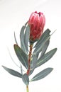 Protea flowers bunch. Blooming Pink King Protea Plant over White background. Extreme closeup. Holiday gift, bouquet, buds. One Bea Royalty Free Stock Photo