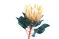 Protea flowers bunch. Blooming Yellow King Protea Plant over White background. Extreme closeup. Holiday gift, bouquet, buds. One B