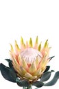 Protea flowers bunch. Blooming Yellow King Protea Plant over White background. Extreme closeup. Holiday gift, bouquet, buds. One B