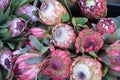 Protea flowers on a farmers market Royalty Free Stock Photo