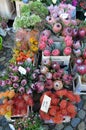 Protea flowers on a farmers market