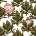 Protea flowers with leaves. Fairies of flowers for fabric design. Beautiful flowers digital illustration. Vintage design