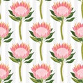 Protea flowers. Vector seamless pattern. Royalty Free Stock Photo