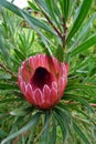 A protea in a garden