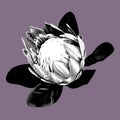 Protea. graphic Proteus. A flower is realistic on a onk. graphic illustration