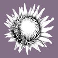 Protea. graphic Proteus. A flower is realistic on a onk. graphic illustration