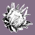 Protea. graphic Proteus. A flower is realistic on a onk. graphic illustration