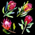 Protea hand drawn watercolor floral illustration set. Royalty Free Stock Photo