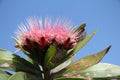 Protea Royalty Free Stock Photo