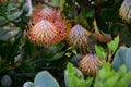 Pincushion Protea - Leucospermum, Kirstenbosch Botanical Garden nr Cape Town, South Africa