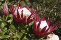 Flowerheads of protea cynaroides little prince in the sunshine Royalty Free Stock Photo