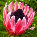 Protea longifolia long leaf sugarbush tropical flower