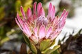 A blooming pink protea