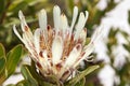 A blooming white protea