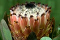 Protea neriifolia